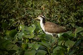 Jacana