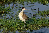 Jacana