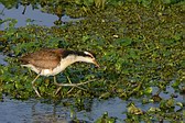 Jacana
