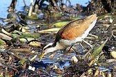 Jacana