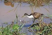 Jacana