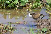 Jacana