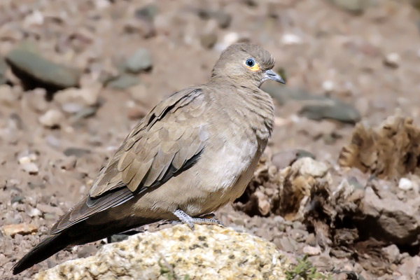 Palomita Cordillerana