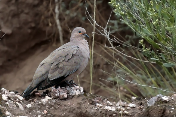 Palomita Cordillerana