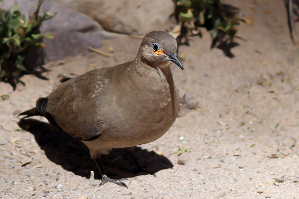 Palomita Cordillerana