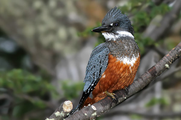 Martín Pescador Grande