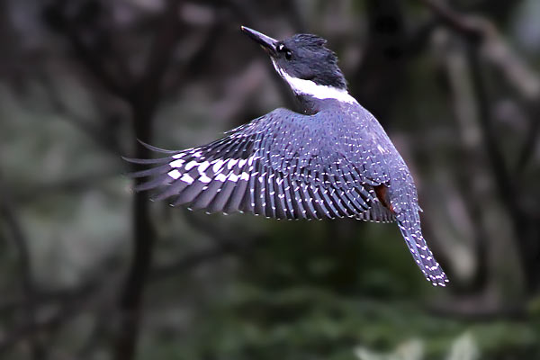Martín Pescador Grande