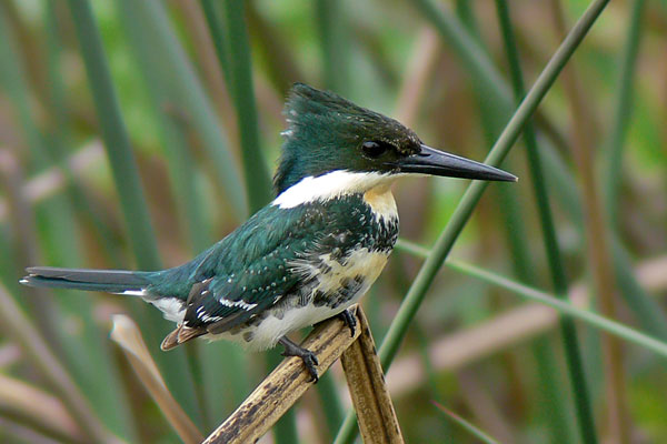 Martín Pescador Chico