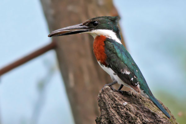 Martín Pescador Chico