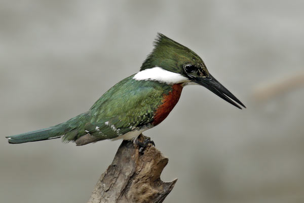 Martín Pescador Chico