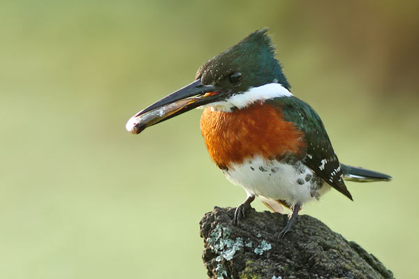 Martín Pescador Chico