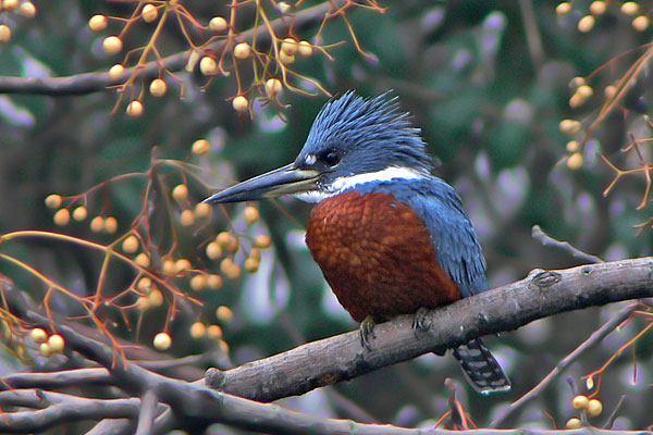 Martín Pescador Grande