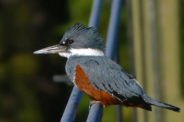 Martín Pescador Grande