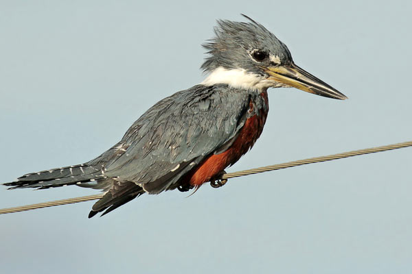 Martín Pescador Grande