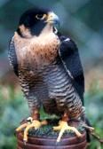 Halcón Peregrino
