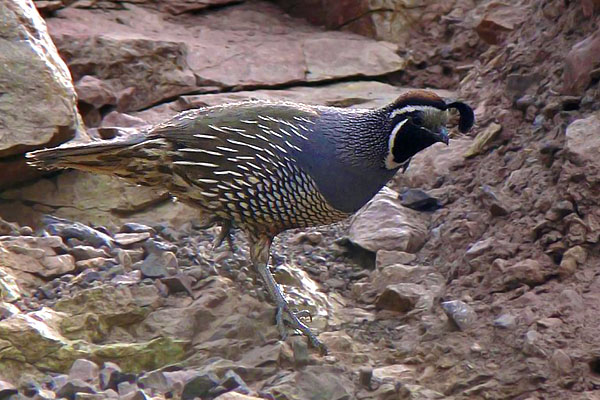 Codorniz Californiana