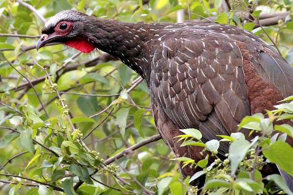 Pava de Monte Alisera