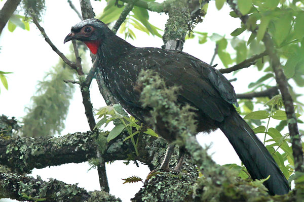 Pava de Monte Alisera