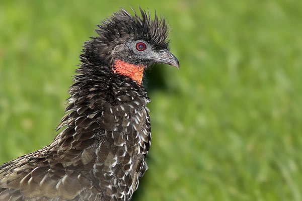 Pava de Monte Común