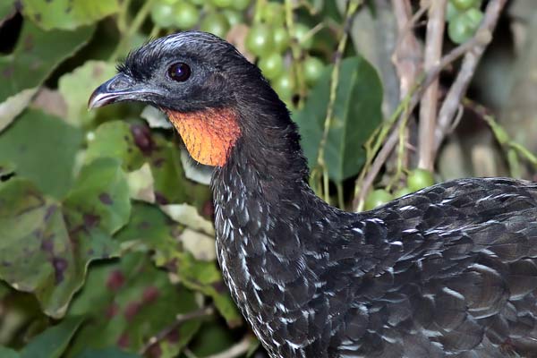 Pava de Monte Común