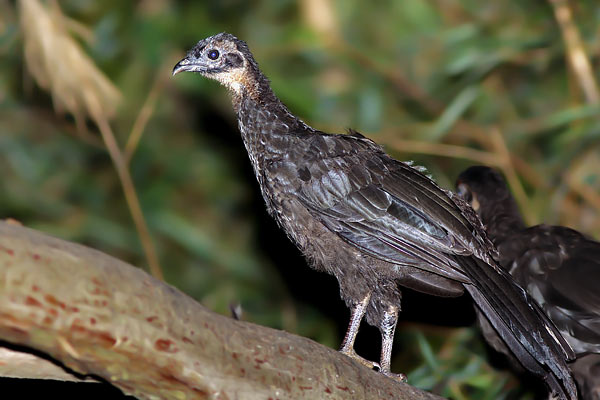 Pava de Monte Común