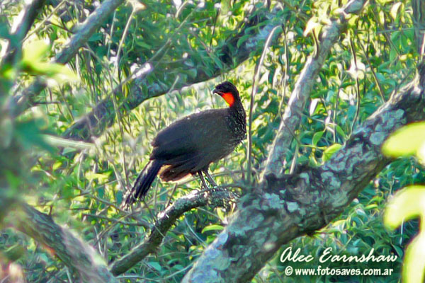 Pava de Monte Común