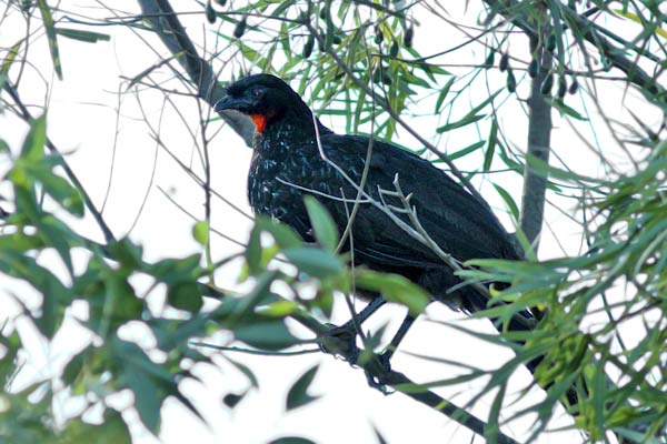Pava de Monte Común
