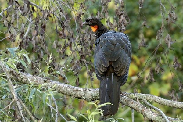 Pava de Monte Común