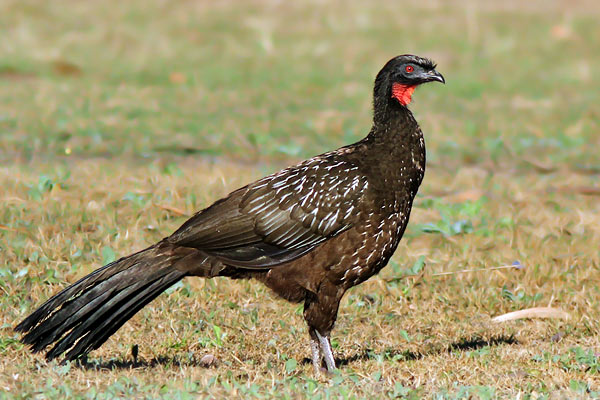 Pava de Monte Yungueña