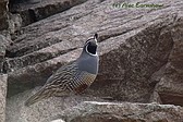 Codorniz Californiana