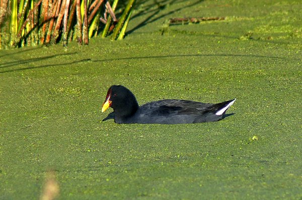 Gallareta Escudete Rojo