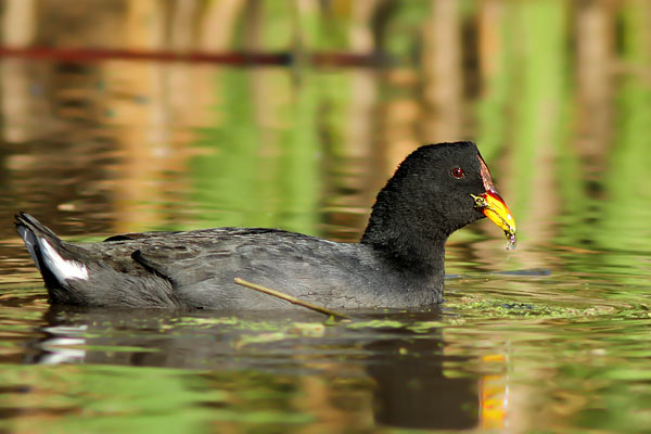 Gallareta Escudete Rojo