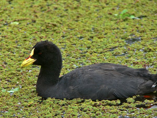 Gallareta Ligas Rojas
