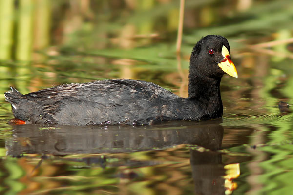 Gallareta Ligas Rojas