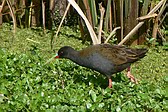 Gallineta Común