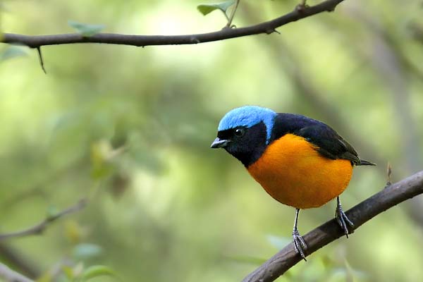 Tangará Cabeza Celeste
