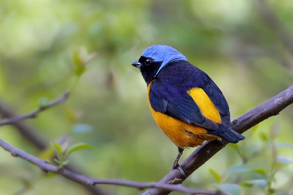 Tangará Cabeza Celeste