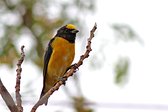 Tangará Común