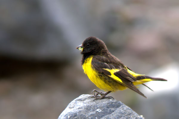 Cabecitanegra Andino