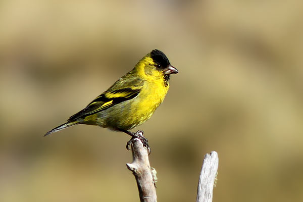 Cabecitanegra Austral