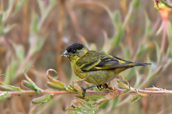 Cabecitanegra Austral