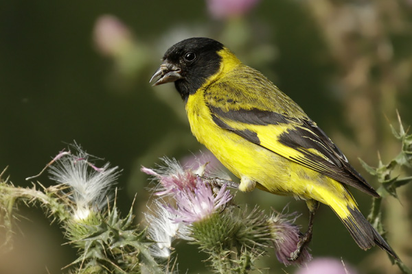 Cabecitanegra Común