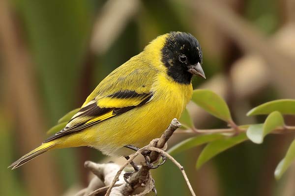 Cabecitanegra Común