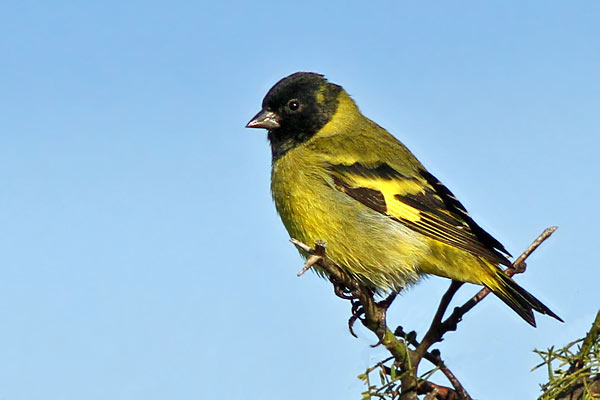 Cabecitanegra Común