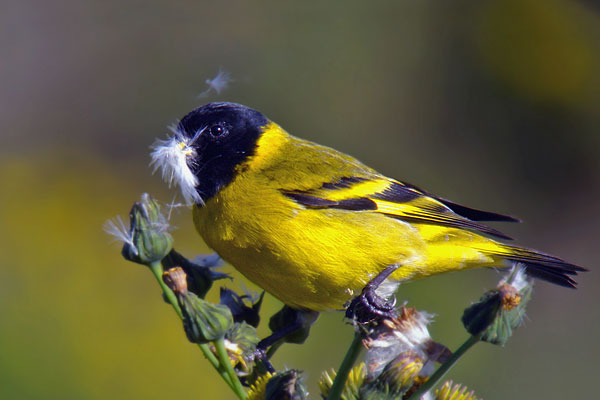 Cabecitanegra Común