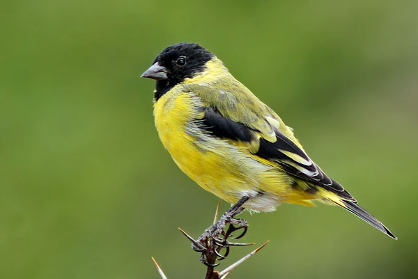 Cabecitanegra Común