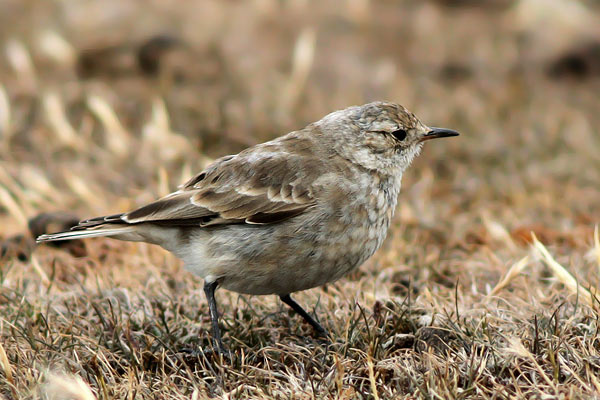 Caminera Patagónica