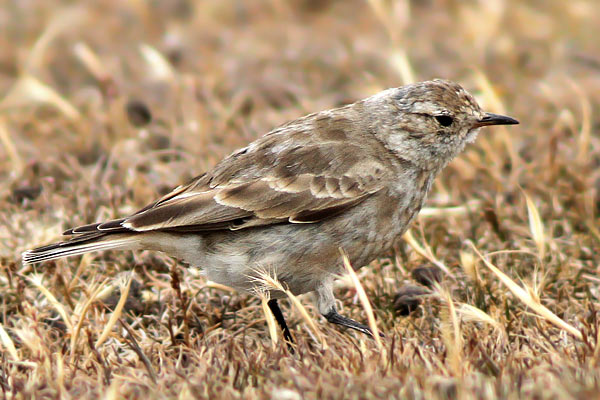 Caminera Patagónica