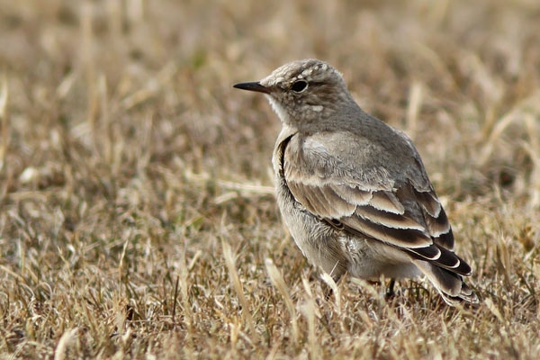 Caminera Patagónica