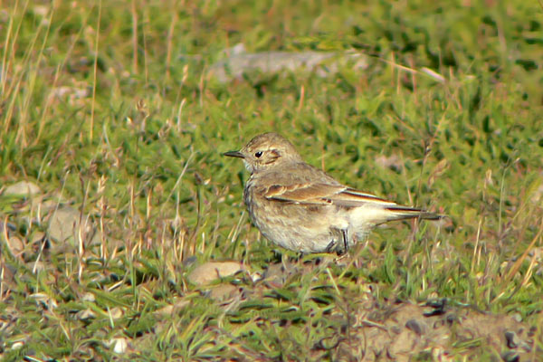 Caminera Patagónica